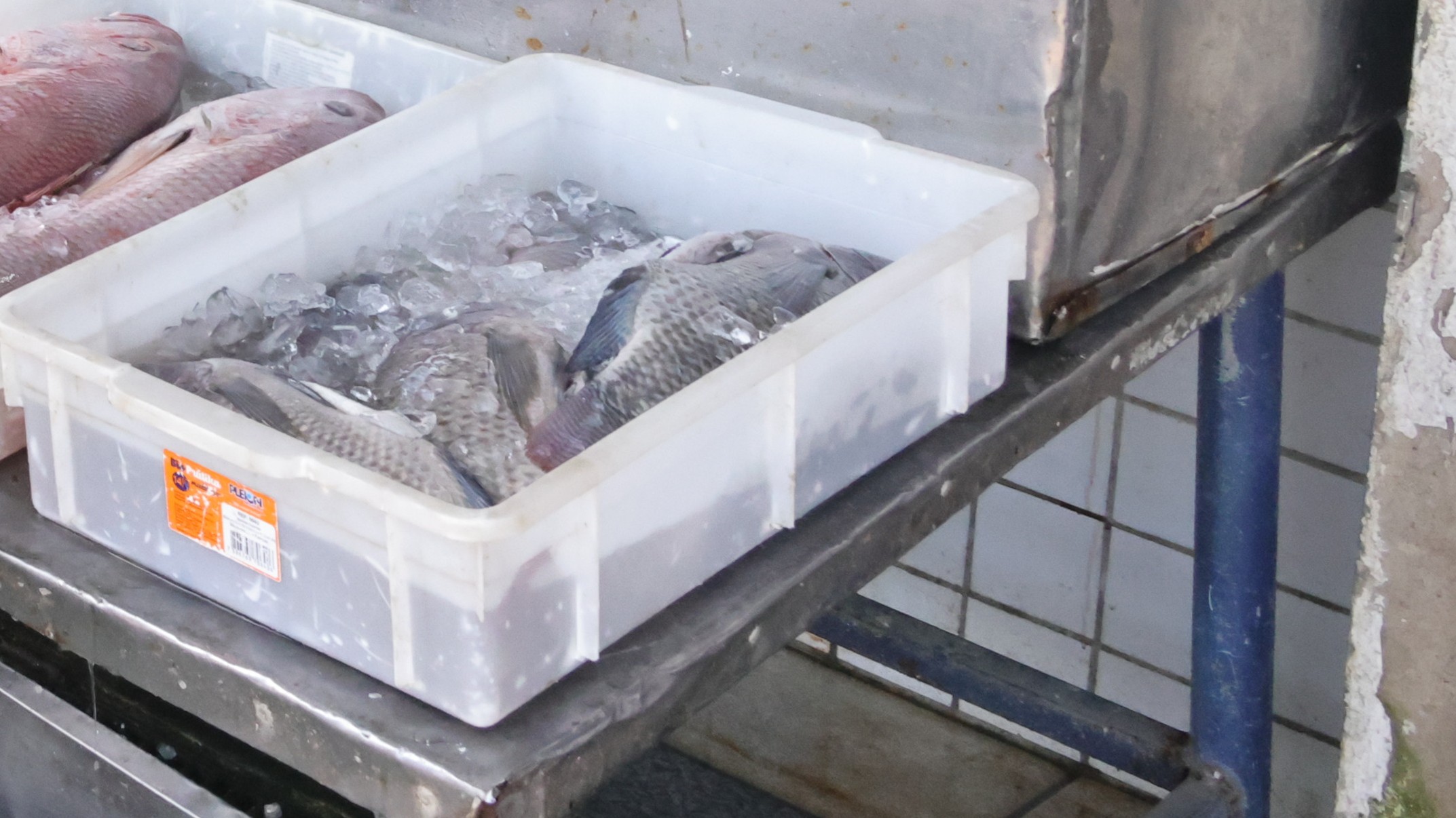 bandeja peixes conservados em gelo